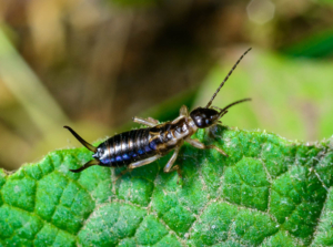 European earwig in the garden.