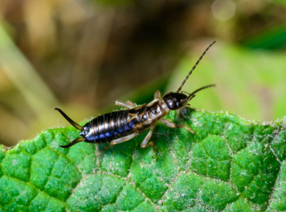 European earwig in the garden.