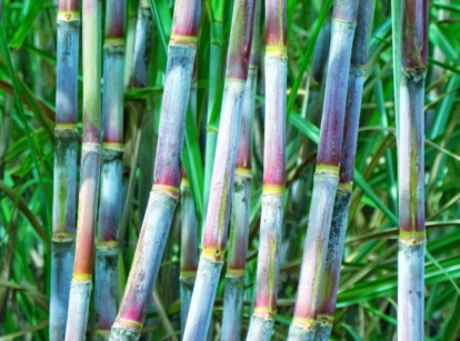 Knowing how to grow sugar cane, showing multiple stalks appearing sturdy and healthy placed next to various greens surrounding the stalks