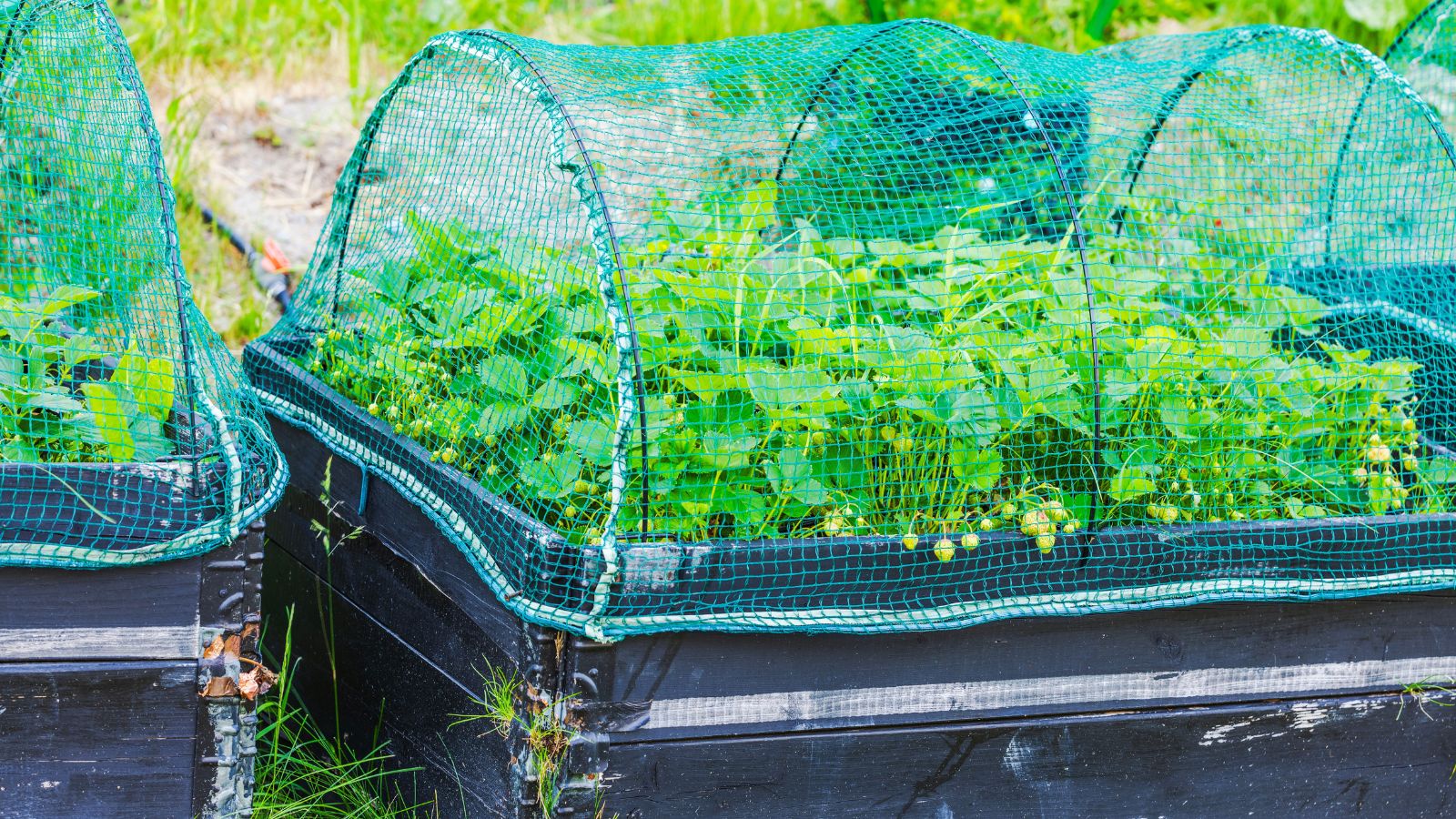 A close-up shot of an elevated box planter with netting, protecting developing plants from animals, all situated in a well lit area outdoors