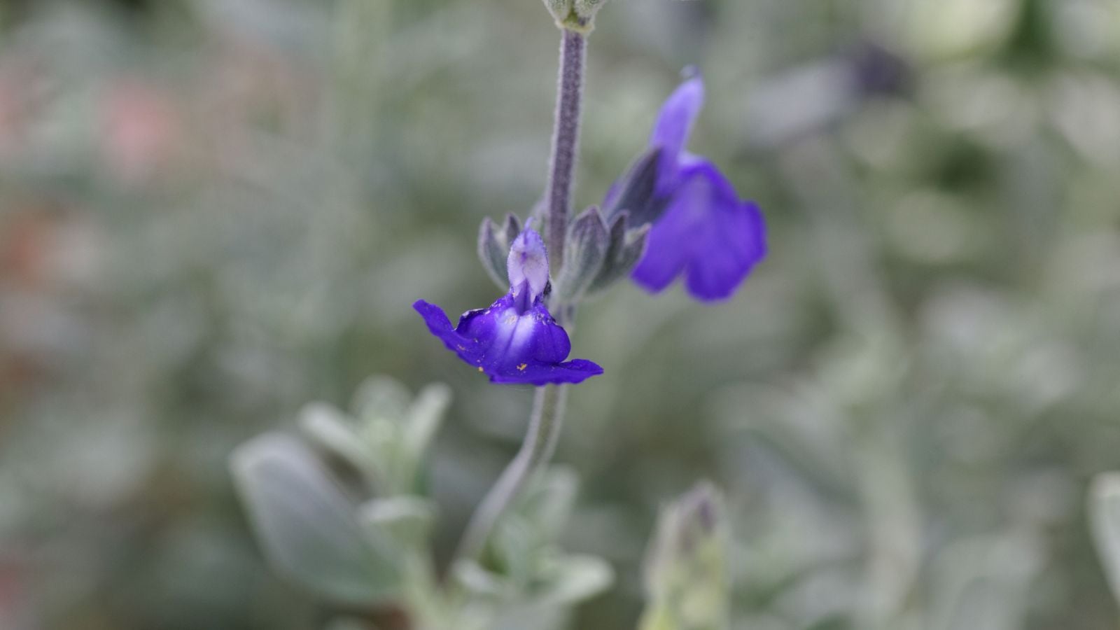 A close-up shot of bluish-purple flowers of a perennial