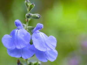 A close-up shot of bluish-purple flowers of the salvia chamaedryoides