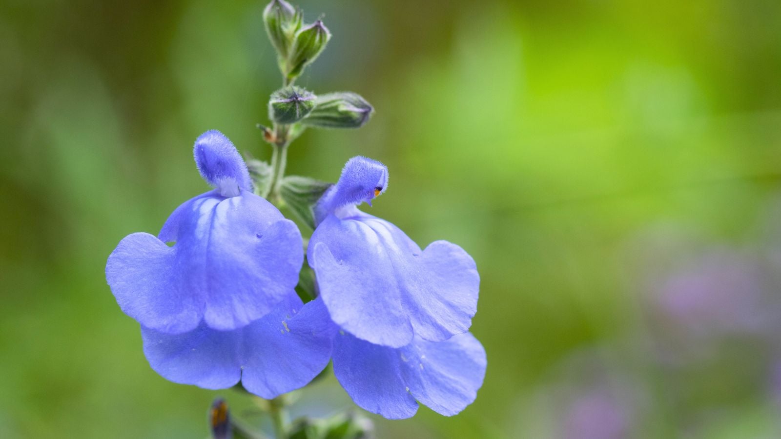 A close-up shot of bluish-purple flowers of the salvia chamaedryoides