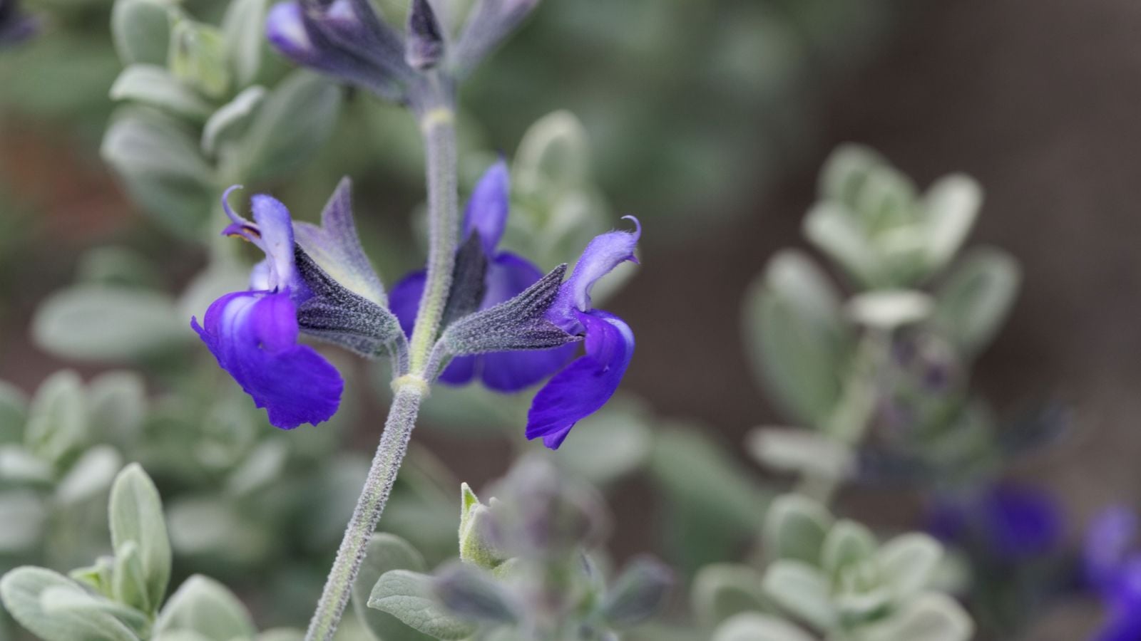 A close-up shot of flowers and leaves of a low growing perennial showcasing the flower's bluish-purple color