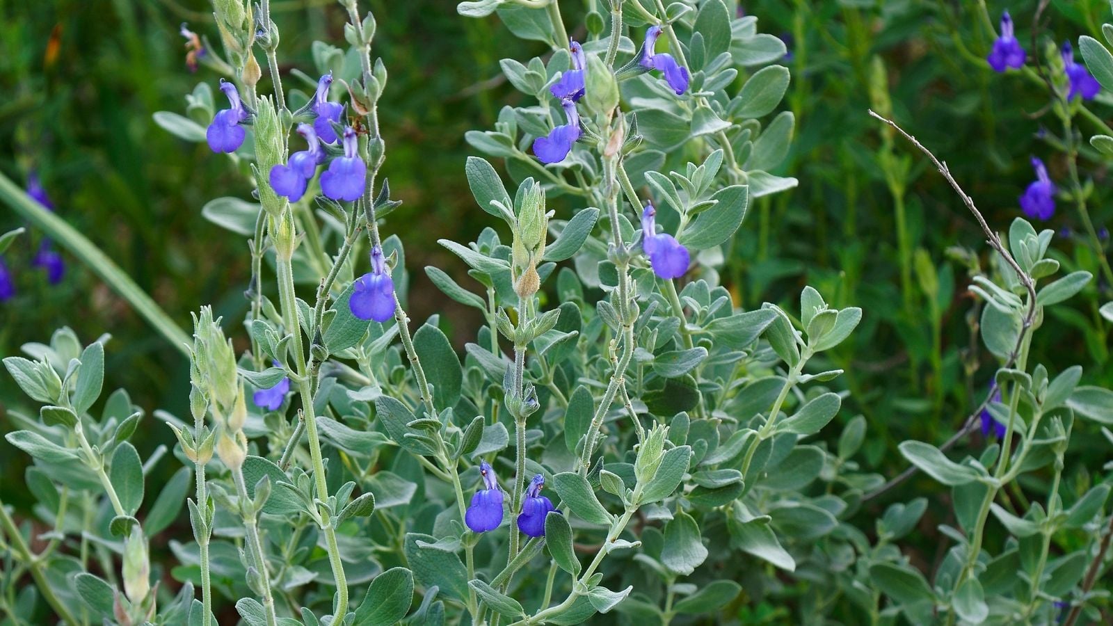 A close-up shot of fuzzy leaves and blue flowers of a low growing plant placed in a well lit area outdoors