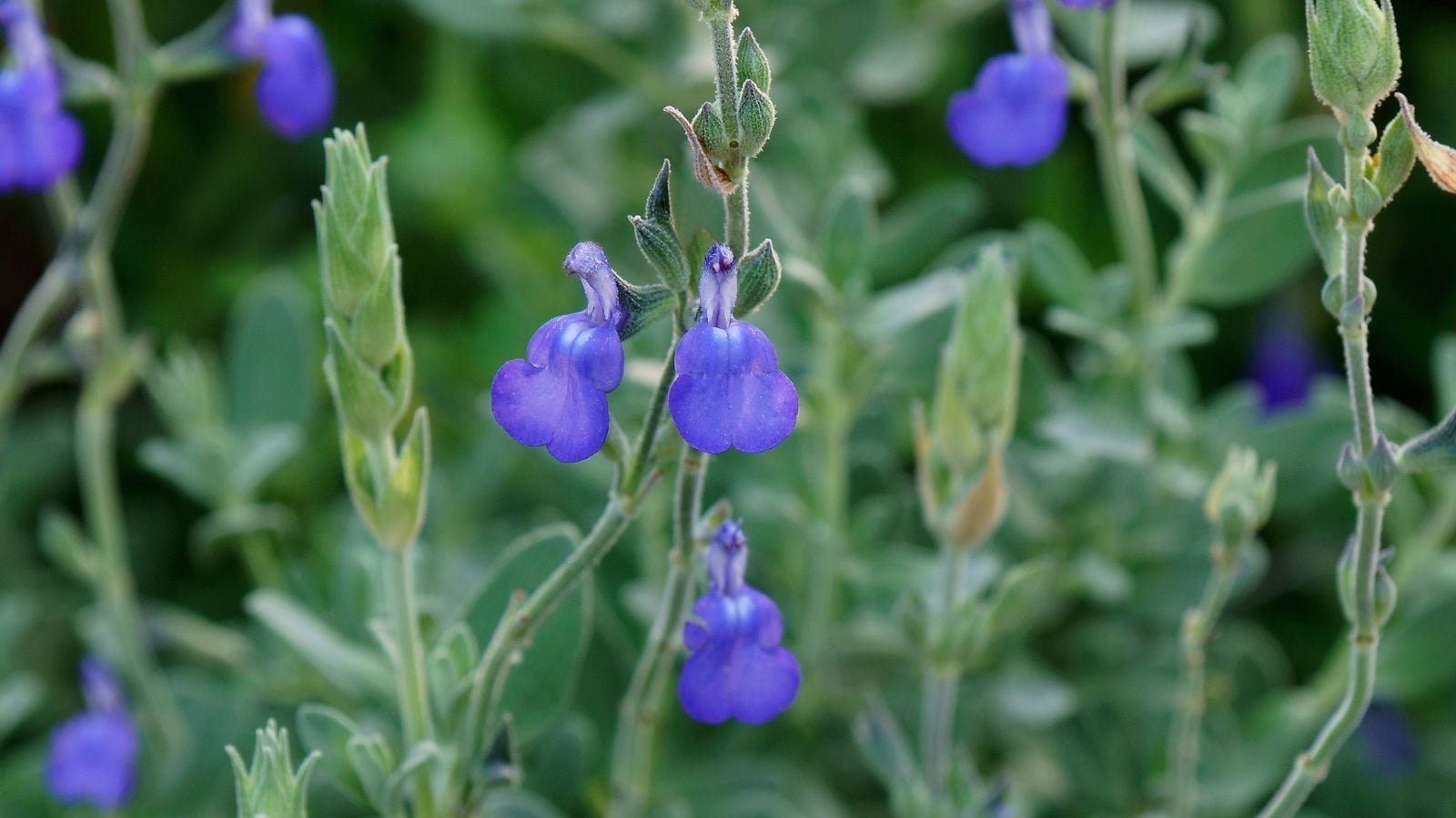 A close-up shot of wooly leaves and flowers of a perennial in a well lit area