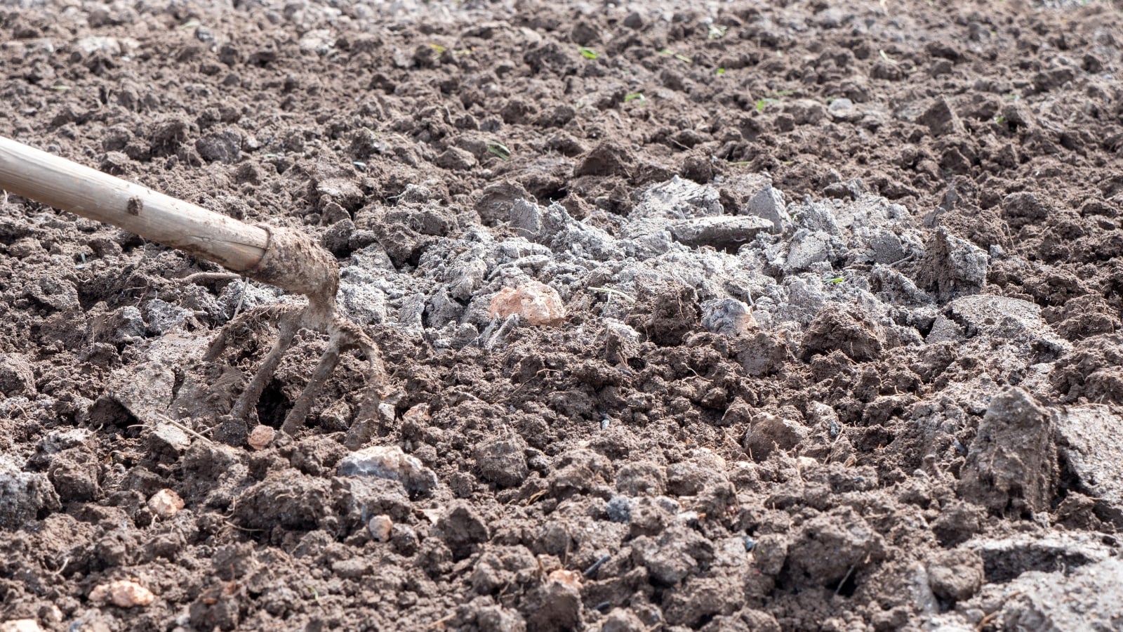 Fertilizer is gently being spread on the ground using a rake.