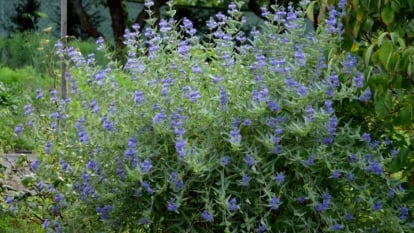 A shot of a developing perennial called germander sage