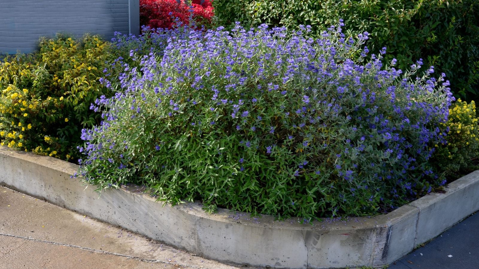 A shot of a low-growing perennial near a sidewalk