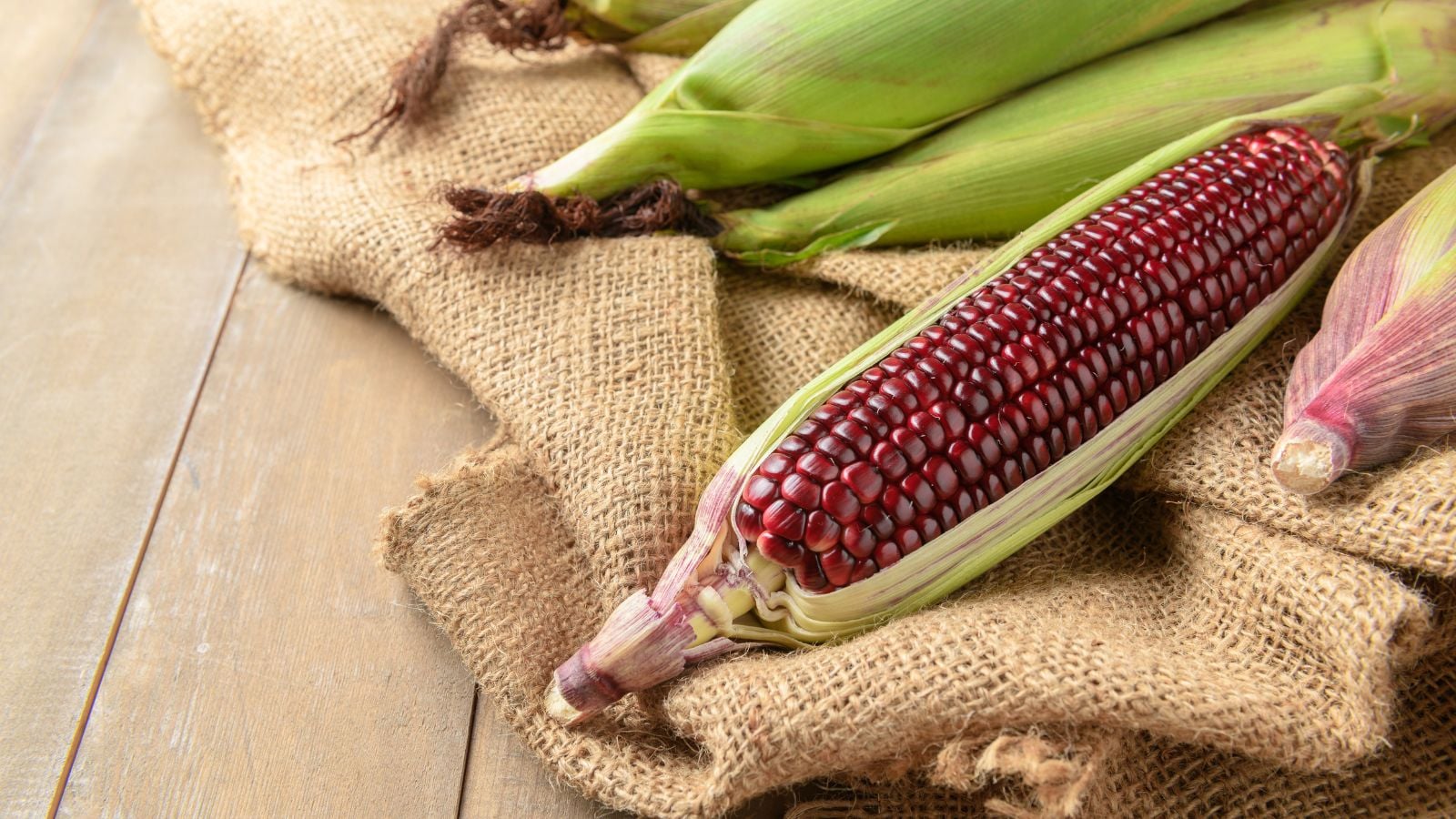 A shot of a red colored kernels of a crop alongside other cobs