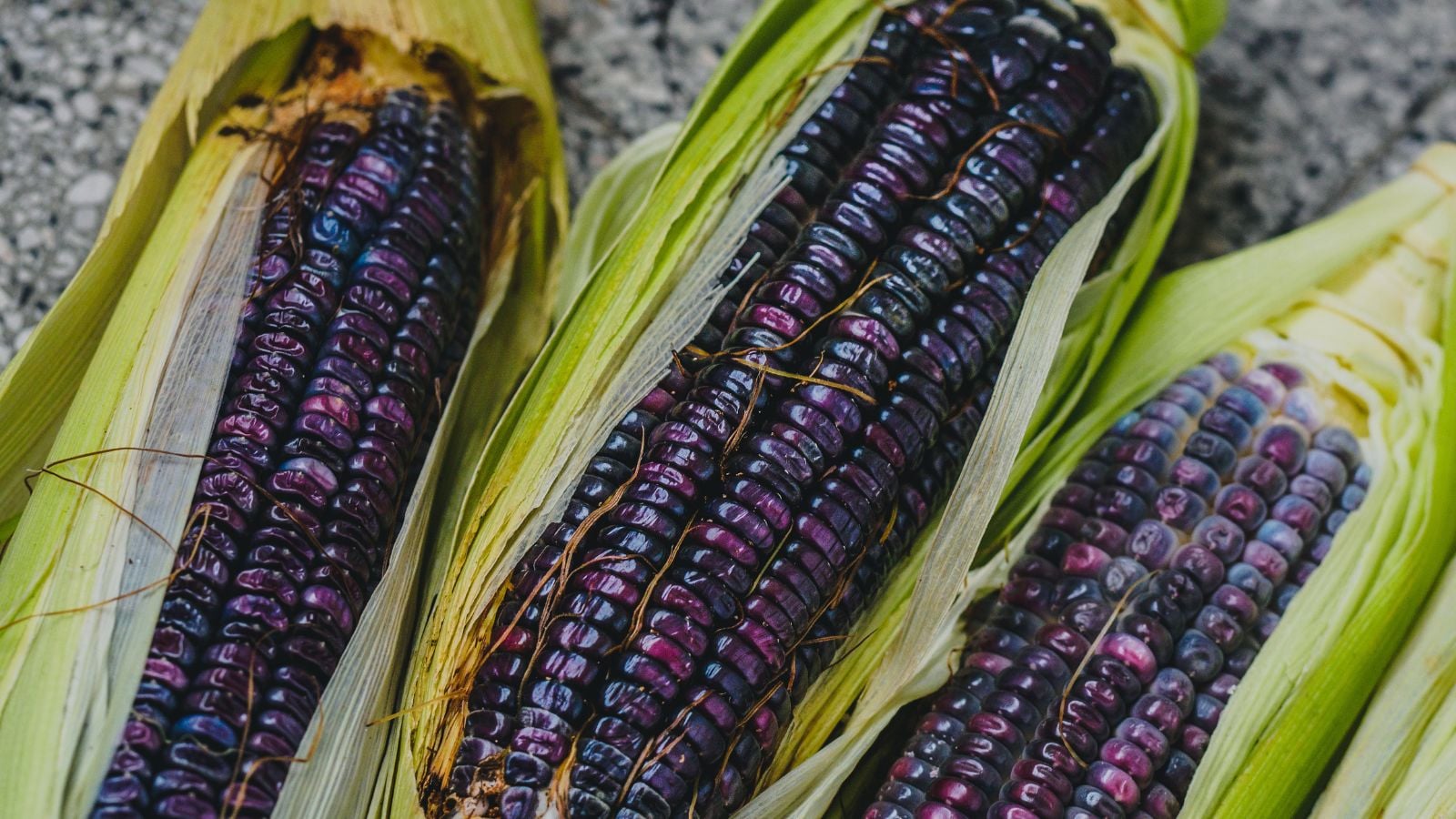 A shot of several blue colored cobs still inside their husks and is placed on a marble surface indoors
