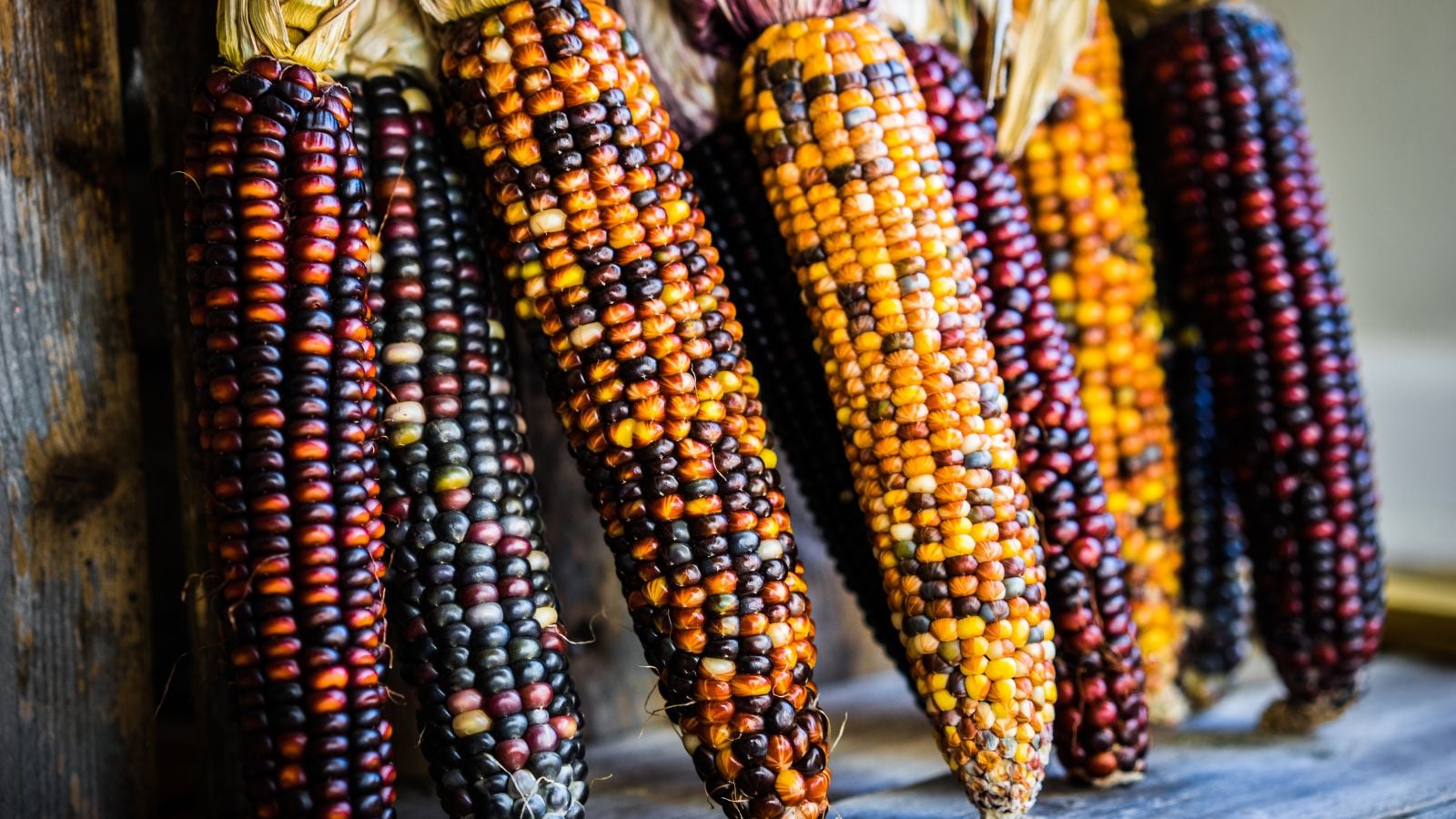 A shot of several cobs with multicolored kernels placed on a wooden surface in a well lit area