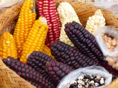 A shot of several crops on a woven basket, showcasing types of corn