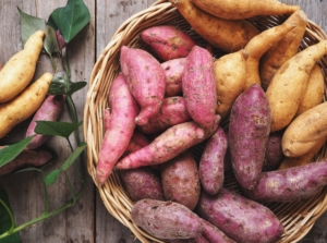 An overhead and close-up shot of a large pile of tan, purple and red colored tubers, placed on top of a basket, showcasing sweet potato varieties