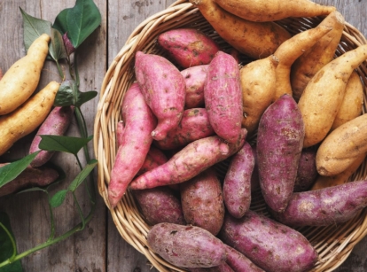 An overhead and close-up shot of a large pile of tan, purple and red colored tubers, placed on top of a basket, showcasing sweet potato varieties