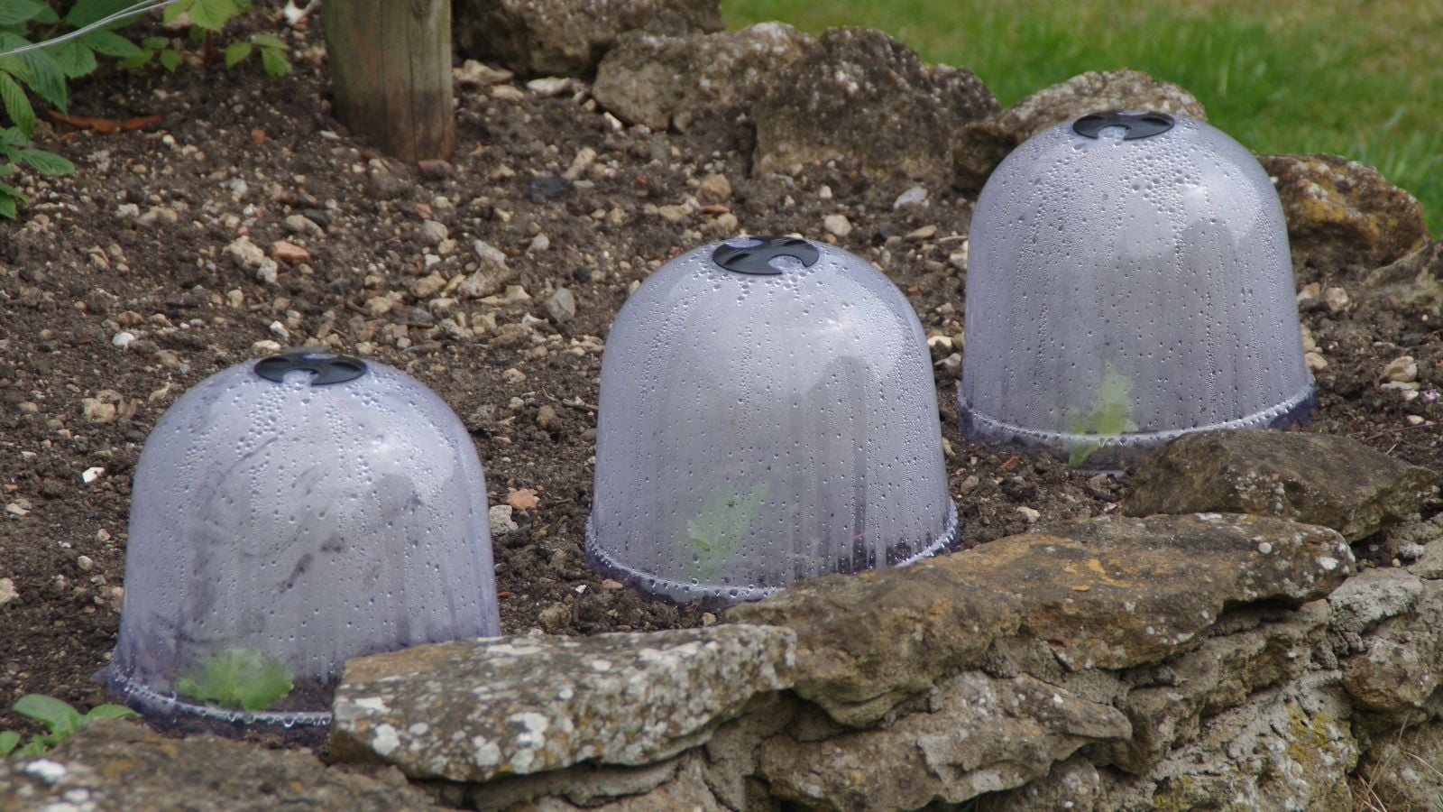 A close-up shot of a small composition of Bell-shaped cloches, protecting developing seedlings