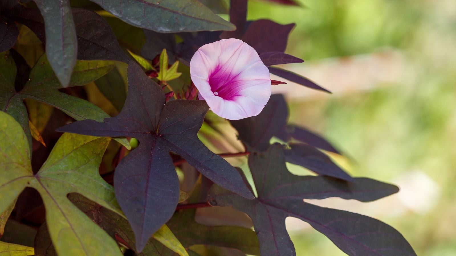 A close-up shot of deep purple colored leaves and vibrant flower of the Blackie variety of vining crops, all situated in a well lit area outdoors