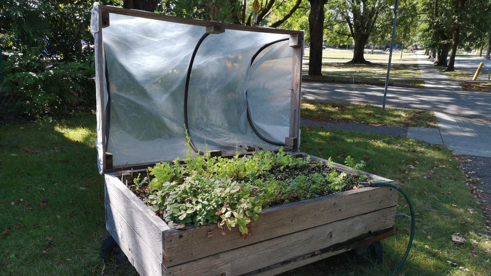 A close-up shot of a moveable, elevated planter filled with plants with a box frame protection, all situated in a well lit area outdoors