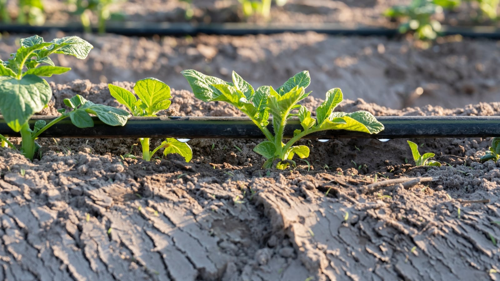 A drip irrigation tube positioned near young green plant shoots, supplying water directly to the emerging vegetation in an otherwise dry, cracked field.