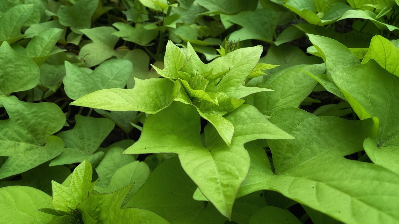 A close-up shot of large composition of green colored leaves of the Margarita variety of ornamental vining crops