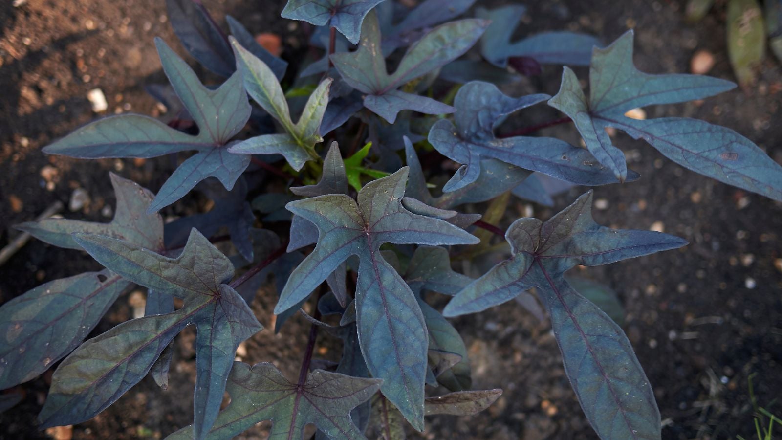 A close-up and overhead shot of dark-purple, maple-shaped leaves of the Medusa variety of vining crops, all placed in a well lit area outdooprs