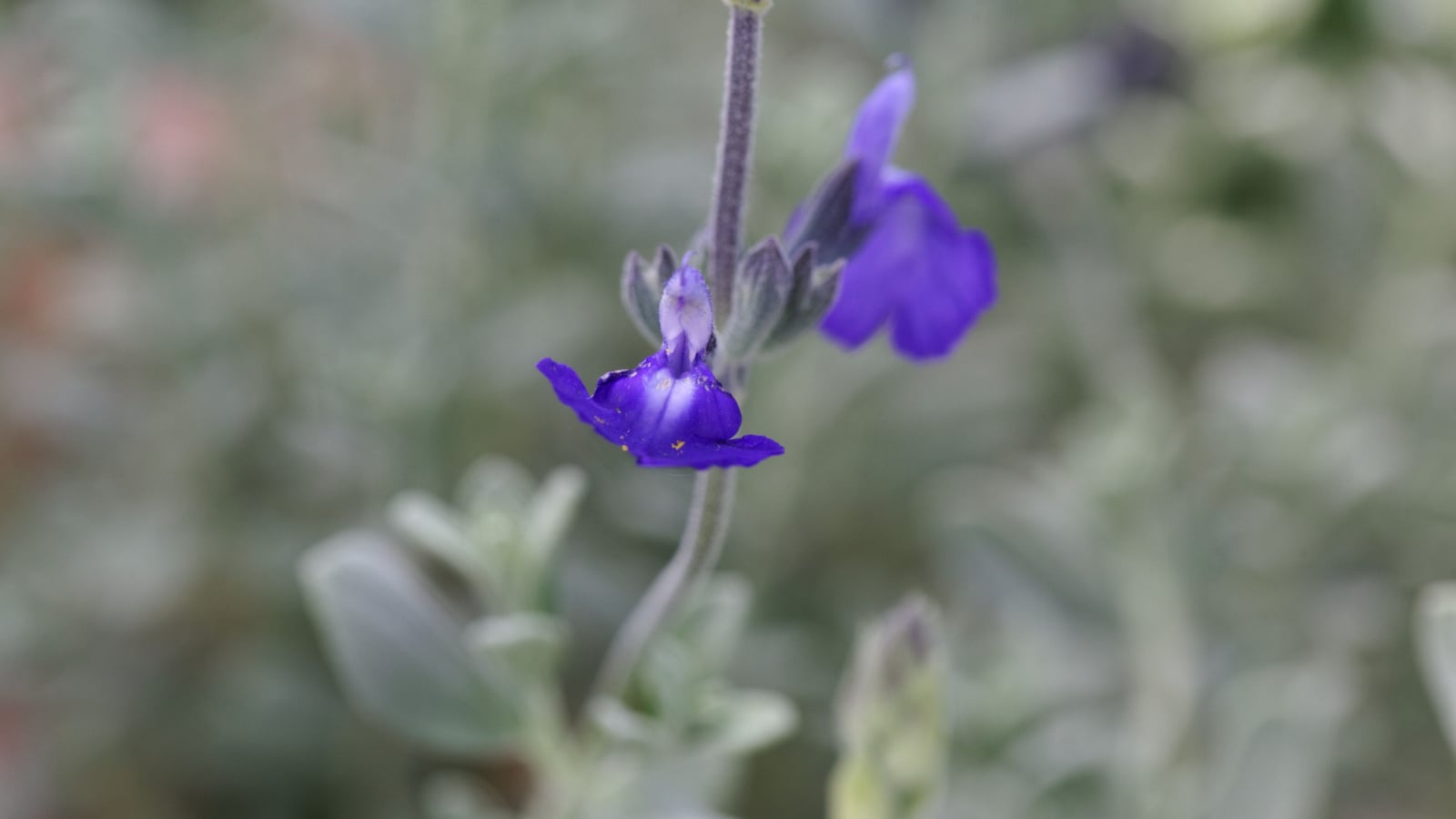 Close up of the flowers of Salvia chamaedryoides