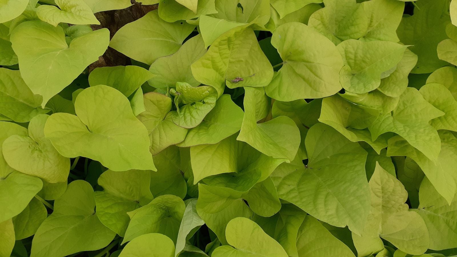 A close-up shot of a large composition of Sweet Caroline ‘Bewitched with Envy’ leaves, showcasing their bright green color and shape resembling a spade