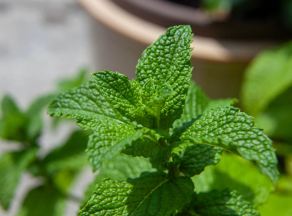 Close up of green mint herb growing in a pot.