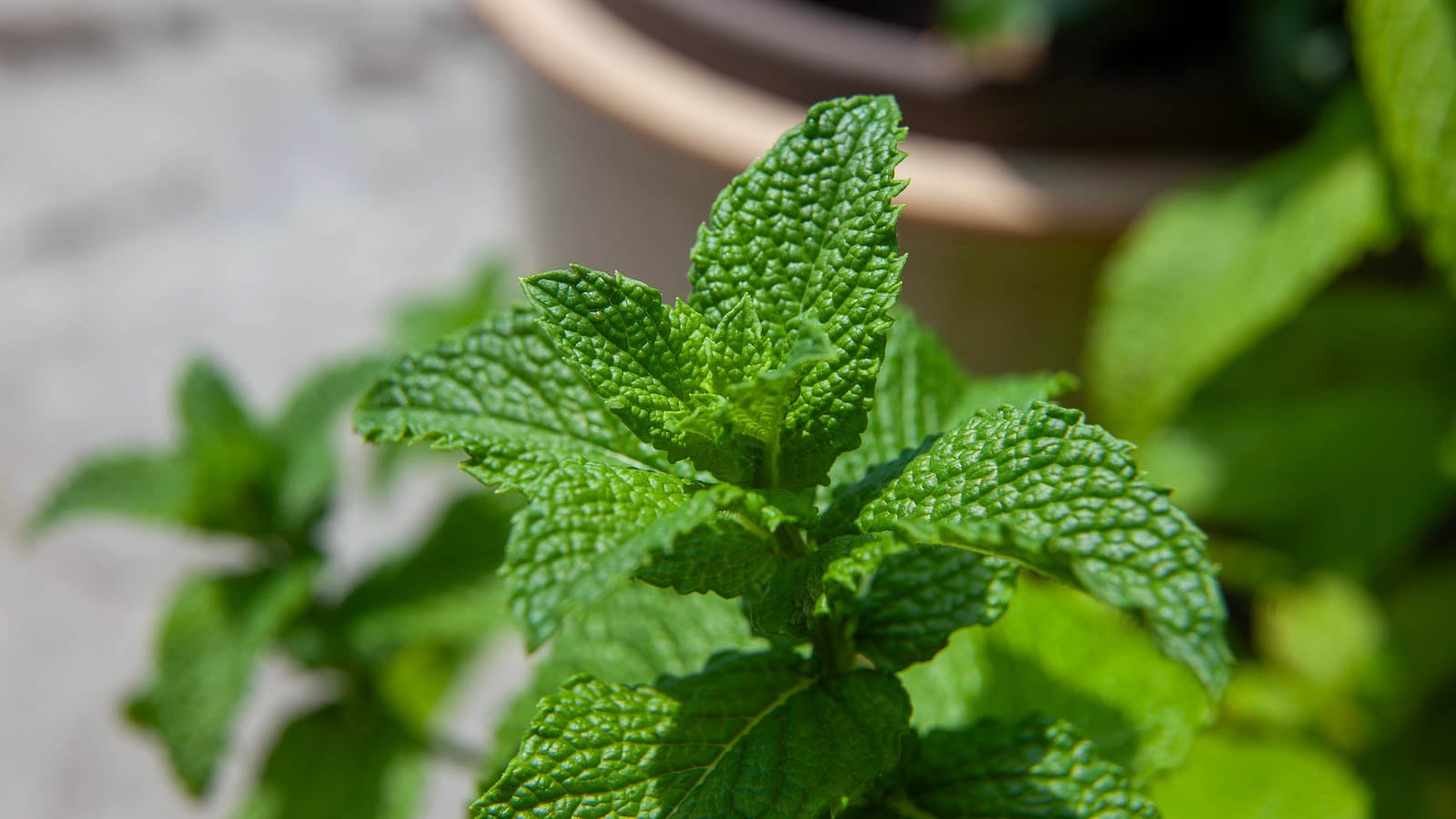 Close up of green mint herb growing in a pot.