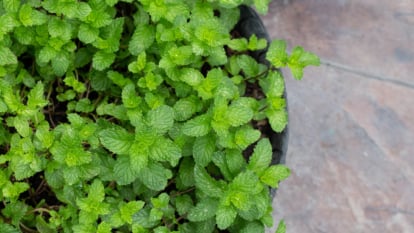 Close up of mint herb growing in a container.