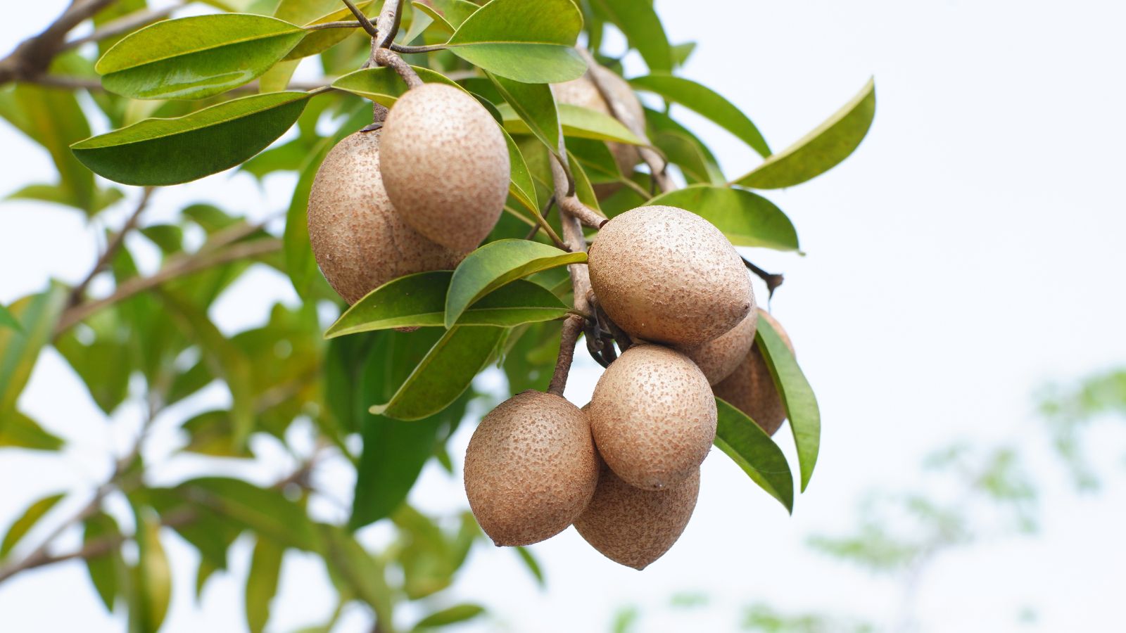 A base-angle shot of a small composition of developing fruits dangling from their branches and growing alongside their green leaves outdoors