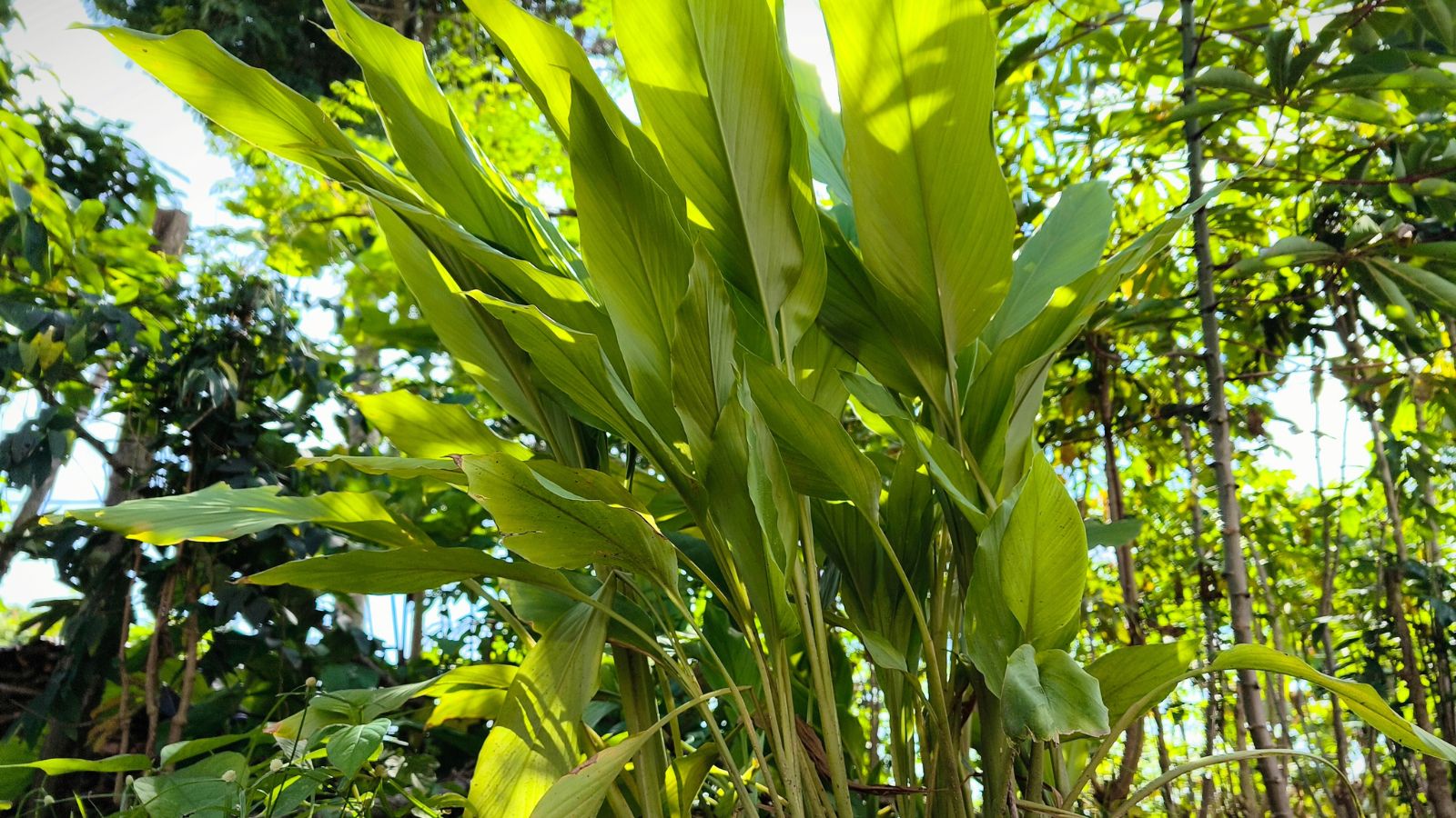 A base-angle shot of leaves of a developing root spice basking in bright sunlight outdoors