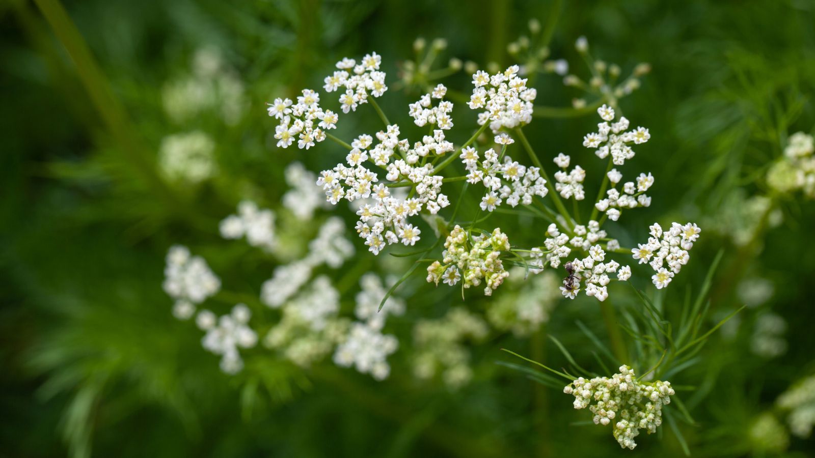 A close up on Cuminum cyminum blooms, appearing to be dainty and delicate surrounded by deep green foliage