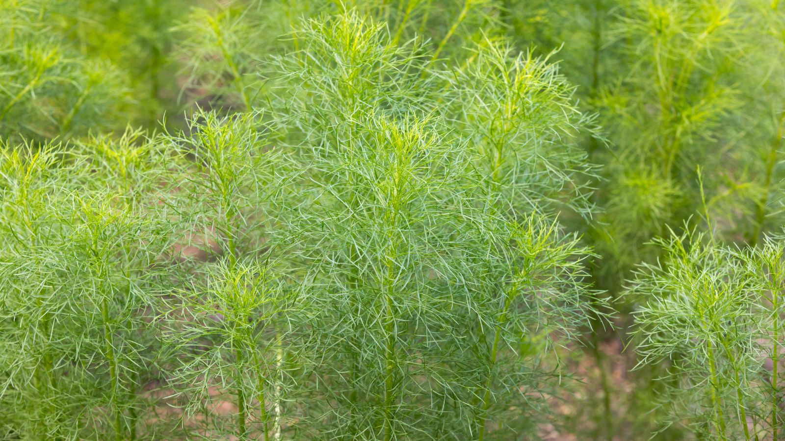 A close up on an area with Cuminum cyminum plants, appearing to have fluffy tops with feathery leaves with a bright green color