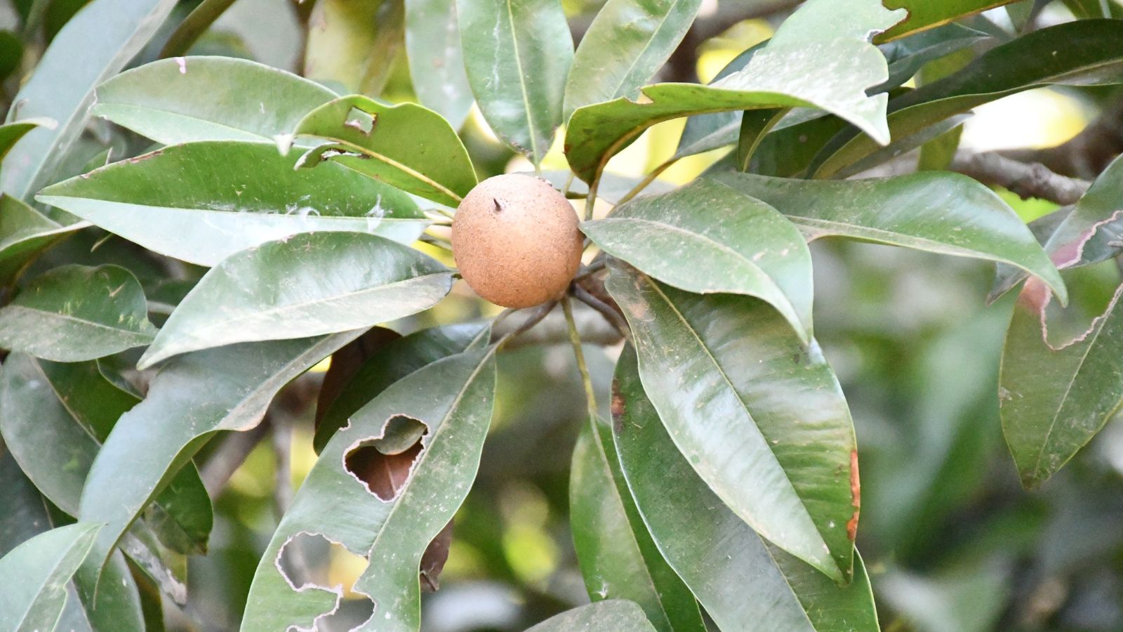 A close-up shot of a brown fruit alongside damaged green leaves of a fruit tree, all situated in a well lit area outdoors