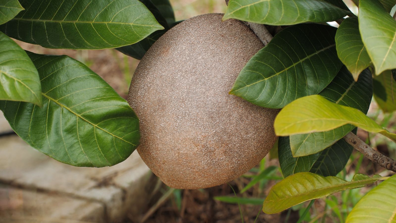 A close-up shot of a brown fruit, developing alongside green leaves and branches, all situated in a well lit area outdoors