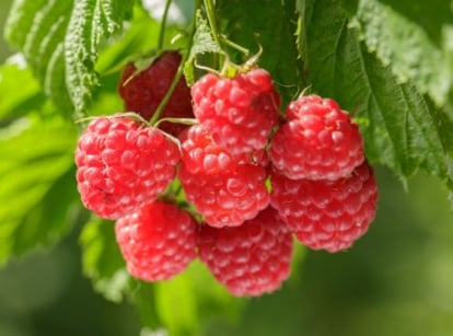 A close-up shot of a composition of clusters of vibrant, ripe, red fruits and their green foliage, showcasing how to grow raspberry in a raised bed