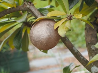 A close-up shot of a developing brown colored fruit, growing alongside green leaves and branches of the mamey sapote