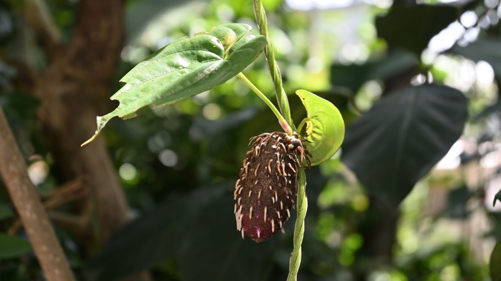 A close-up shot of a developing crop, that has a brown skin, growing alongside its stems and foliage, all situated in a well lit area outdoors