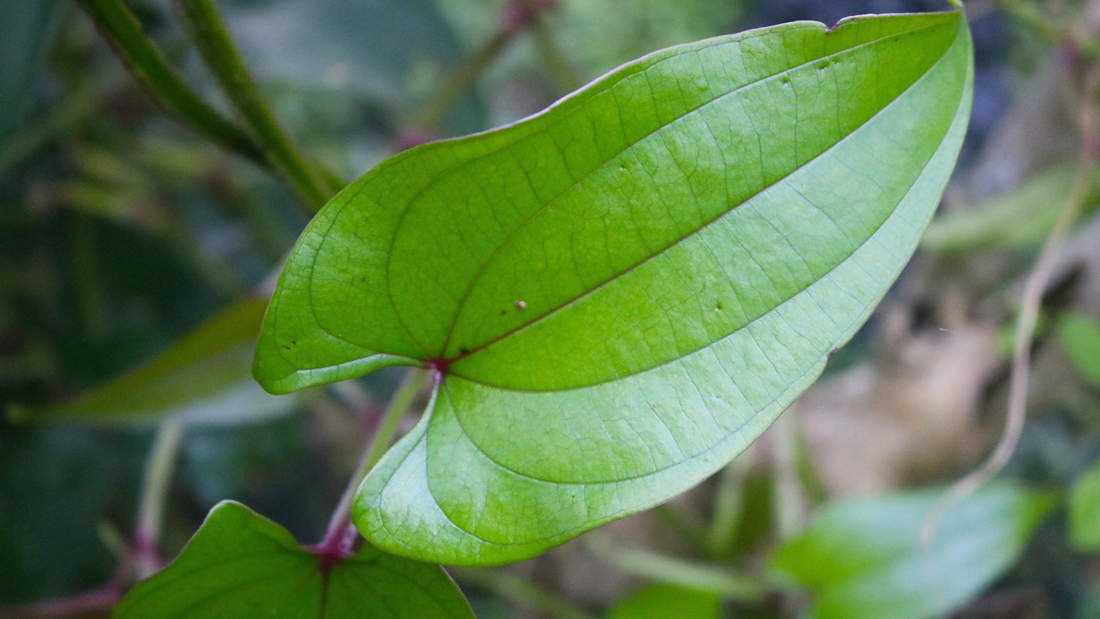 A close-up shot of a leaf of a purple yam crop, developing in a bright, well lit area outdoors