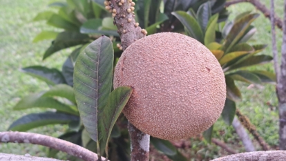 A close-up shot of a round brown fruit, developing alongside branches and leaves of a fruit bearing tree, all situated in a well lit area outdoors