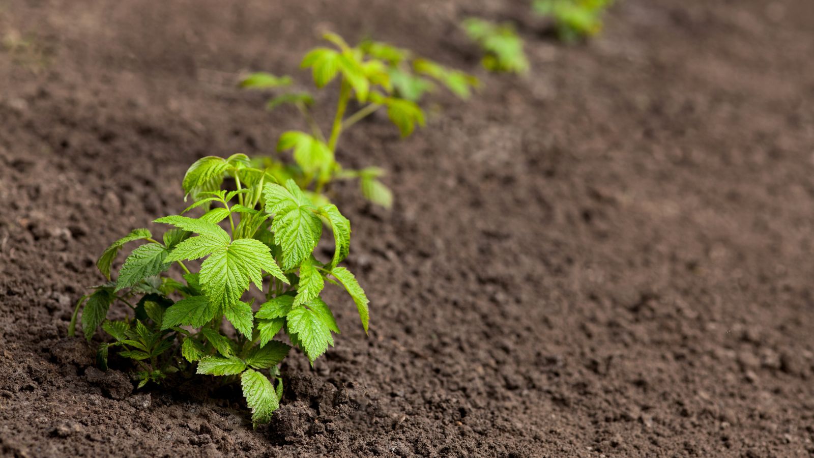 A close-up shot of a row of developing seedlings of a fruit-bearing plant, properly spaced on rich soil