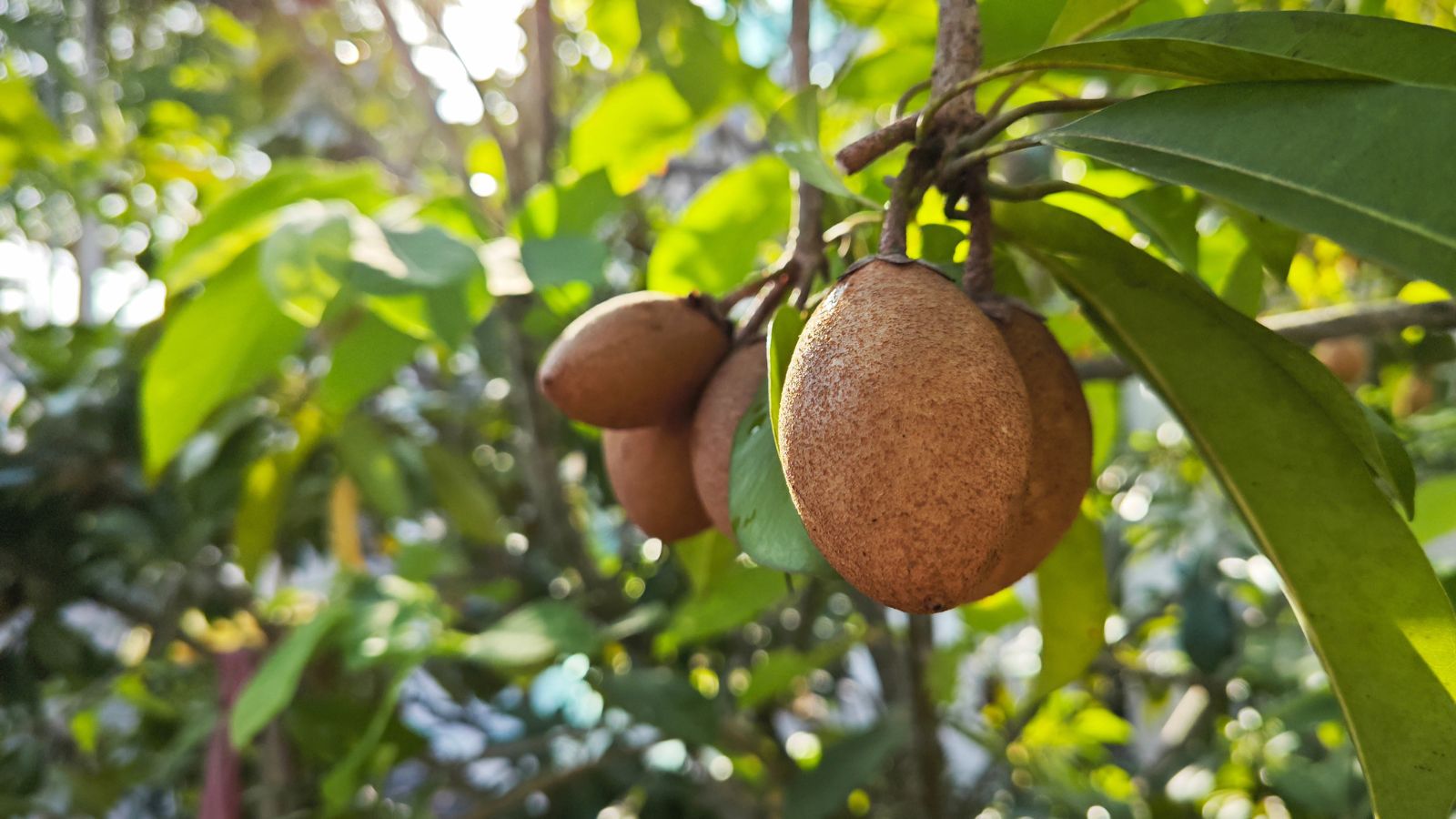 A close-up shot of a small composition of developing and dangling fruits, all basking in bright sunlight outdoors