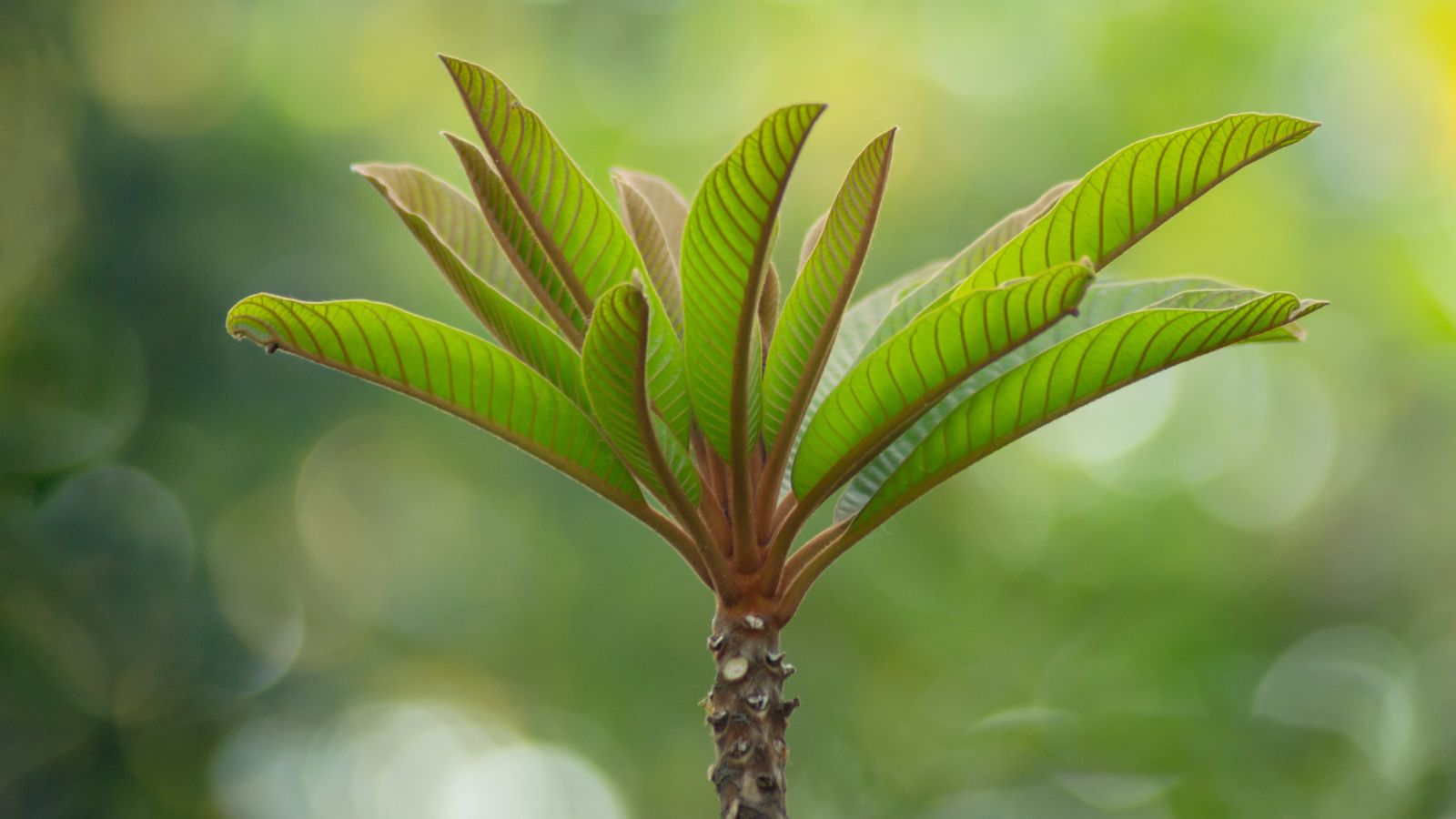 A close-up shot of a small developing seedling of a fruit bearing tree, all situated in a well lit area outdoors