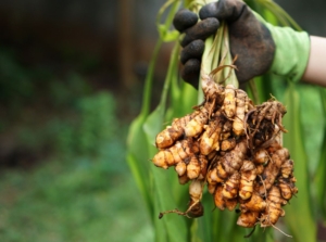 A shot of a person's hand holding a bunch of freshly harvested root crop called turmeric