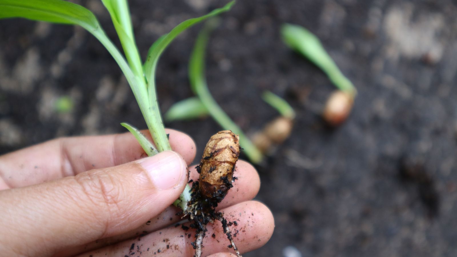 A shot of a person's hand holding a sprouting root spice in a well lit area outdoors