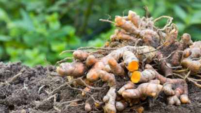 A shot of a pile of root crops with orange flesh all covered in dirt placed in an area outdoors