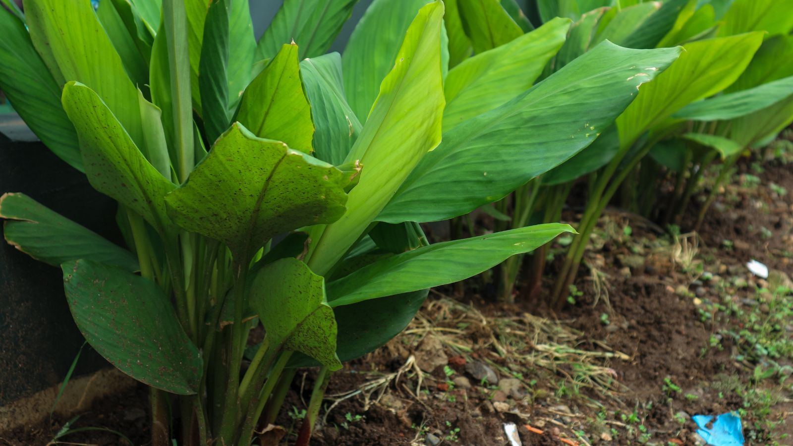 A shot of several rows of leaves of a spice growing in a well lit area outdoors
