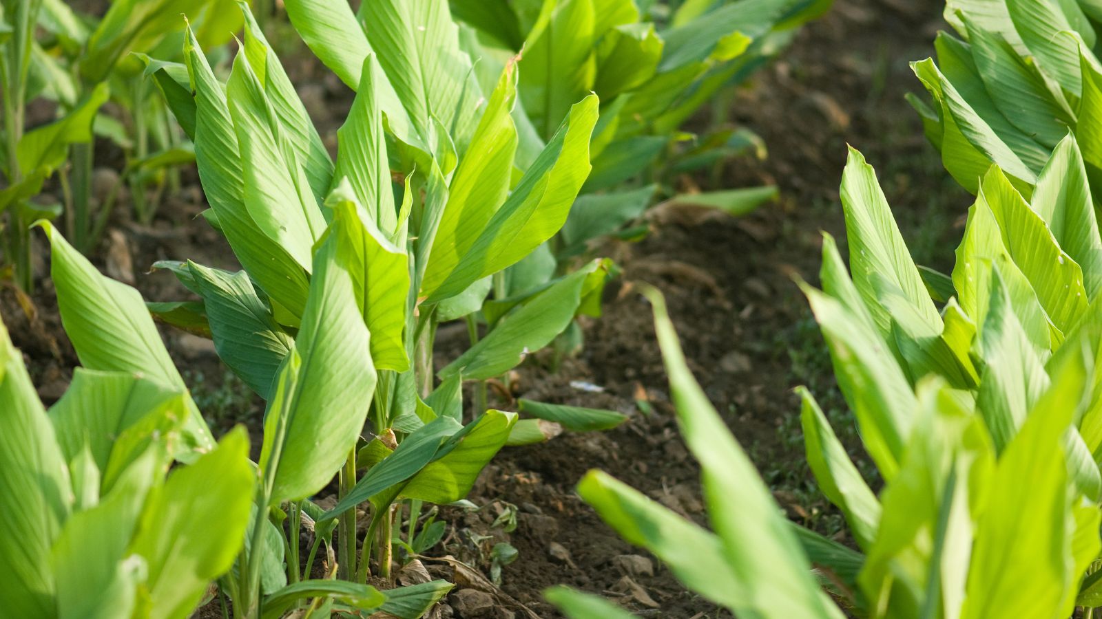 A shot of several rows of leaves of developing root spices
