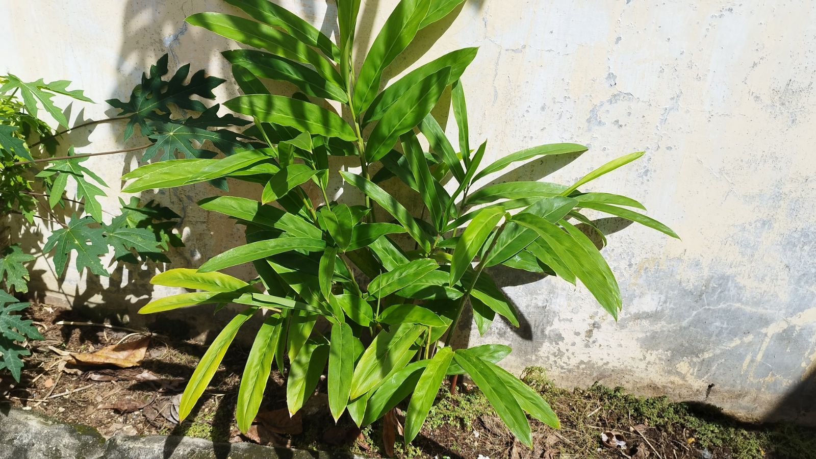 A shot of tall leaves of a root pant placed in a well lit area outdoors